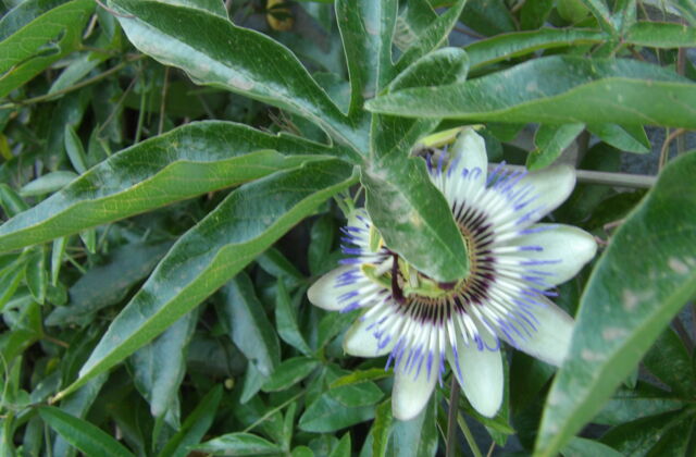 Close-up van een passiebloem