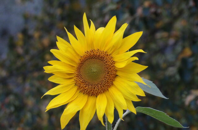 Bloeiende Zonnebloem