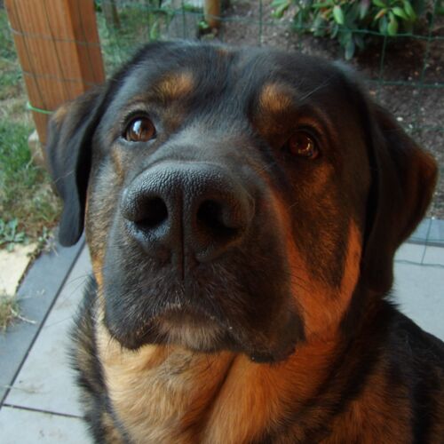 Opkijkende hond
