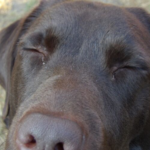 hond doet ogen toe