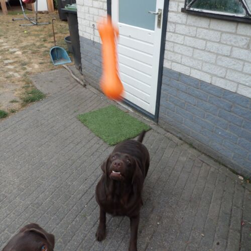 Hond vangt speeltje