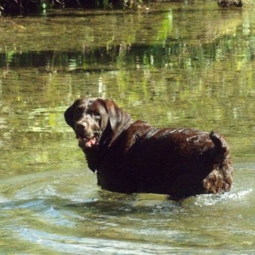 Hond in water