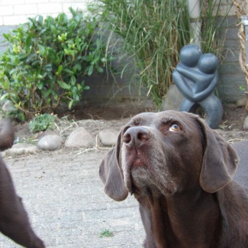 Hond kijkt schuin omhoog